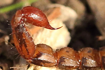 Wood Scorpion Sting